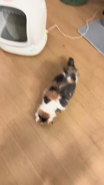 Best investment ever😌 #litterbox #litterboxhack #meowant #catsoftiktok #cat 