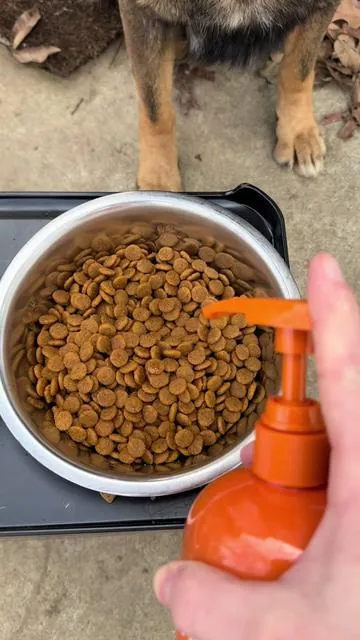 My dogs love salmon oil!  #salmonoil #salmon #dogsoftiktok #dogs #puppy #healthydog #healthy #puppytok #dogfur #showdog #k9 #k9unit #lovelanguage #rescuedog #giftguide #ttslevelup #ttsdelightnow #tiktokshopcreatorpicks 
