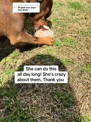 Replying to @Mighty Paw  thanks! Safe to say these are their favorite chews. #mightypaw #cowkneecaps #dogchews #dogsnack #dogtreats #meatybonefordog #doggybones #chewbones #mightypawkneecaps 