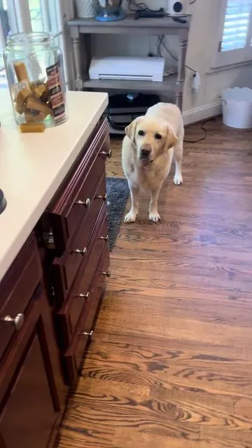 Yak chews only have 3 ingredients and my dogs love them 