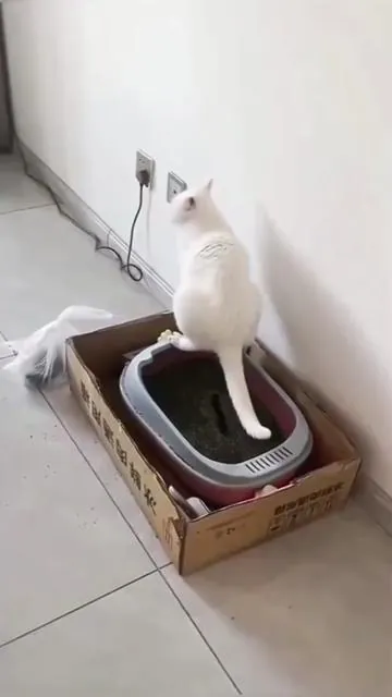 Oh no 🤣 #selfcleaninglitterbox #catlitterbox #meowant 