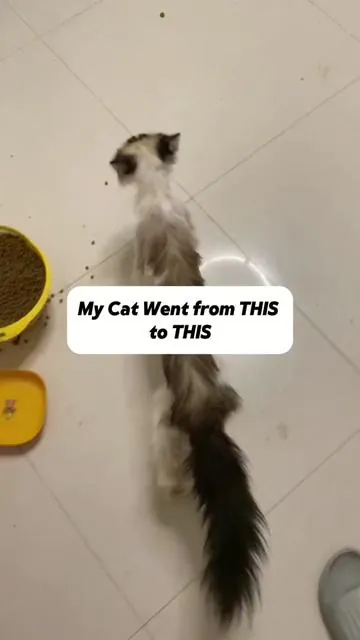 The new weapon to help your cat with hairballs! #cat #catsoftiktok #pets #cats #pet #catlover #fy 