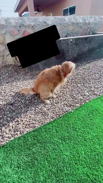El patio olía horrible por la orina y el excremento de nuestras perritas, así que lo limpiamos con la máquina de presión y usamos KOE, un eliminador de olores con aroma a chabacano que neutraliza olores impregnados. Es el mismo que usan en clínicas y centros de animales porque realmente funciona. Con solo un cuarto de onza diluida en agua rinde muchísimo. Ahora el patio huele fresco y podemos disfrutarlo sin malos olores. Si tienes mascotas y quieres eliminar esos olores fuertes, este producto te puede ayudar. #koe #eliminarolores #olorachabacano #mascotas #perros #gatos #hogarlimpio #limpiezaprofunda #eliminadordrolores#adiosmalolor#patios #maquinadelavado #hidrolavadora #malosolores #neutralizador #hogarfresco #aromafresco #vidademascotas #cuidadodelhogar  @Peaches y Misha   @Peaches y Misha   @Peaches y Misha @Odorcide 