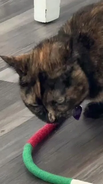Bonus: helps fight cat gingivitis so I don’t have to sell a kidney 💸😹 #cats #cattoys #drool #funnycats #catlover #chewtoy #catnip 
