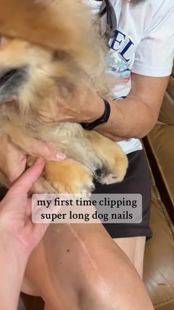 #petgrooming #dognailclipping 