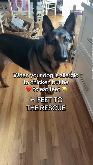 Duck feet from king Lou are dehydrated never cooked and Levi loves them.  They are great for keeping his teeth clean and his joints healthy😊 #gsd #dogsoftiktok #duckfeet #doghealth #jointhealth #dogdentalhygiene #tiktokmemorialday #tiktokshoprestock #tiktokshopmothersday #homerefresh 