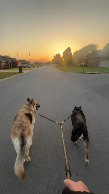 🐾 No Tangle Dog Leash #Dog #germanshepherdsoftiktok #dogleash #dogwalking #dogcollar #leash #dogaccessories #dogessentials #gsdoftiktok #ttshopdeals #ttslevelup #ttsdelightnow #springtok 