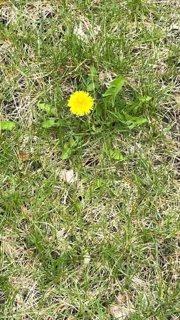 If you have dandelions in your yard, this is the product you need. It gives you a lush green lawn and eradicates the weeds at the same time. #theandersons #fertilizer #greengrass #weedkiller #dandilion #lawncare 