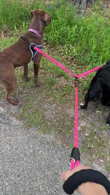 This dog leash is great for trying to walk two dogs at the same time. It does not cross and get tied up #DogLeash #DogWalking #DogsTikTok #LabradorsOfTikTok #DogAccessories #DogCollars #TikTokShopCreatorFinds 