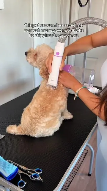 Make sure to wash, blow dry, and brush your dog before grooming them! ☺️ I also clip his nails and clean out his ears 🐶  #doggroomingvacuum #doghairvacuum #petgrooming #petgroomingvacuum