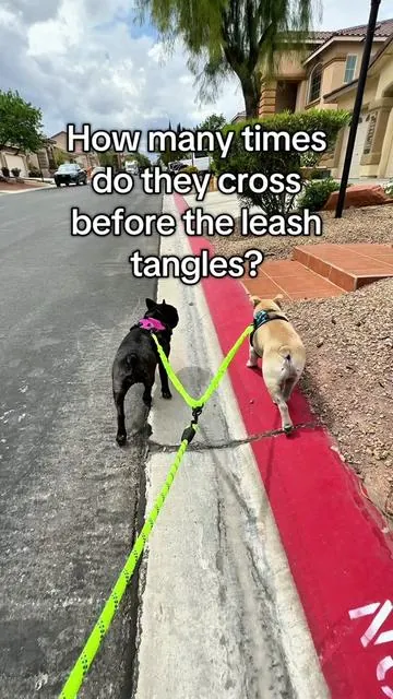 Walking two dogs without getting tangled is finally possible 🙌🏼 This dual dog leash with 360 swivel clips is a game changer! #dualdogleash #cutedogs #dogwalk #notangleleash #dogmom #dogsoftiktok #pettok #tanglefree #doggear #tiktokshoprestock 