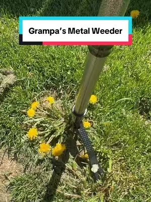 I didn’t know you could break a Grampas Weeder but here we are! However they came out with Grampa’s Metal Weeder so this won’t happen again! This is the best weed puller I’ve owned! #gardening #gardener #gardentools #weedpuller #grampasweeder #grandpasweeder #yardwork 