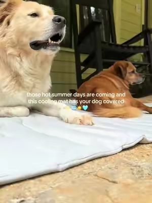 Dogs overheat way faster than we think and this cooling mat will help keep them cool and comfortable this summer! Maintains a temp that is 4-9 degrees below the air temps and give your dogs a cool, comfy place to lay down and cool off. Machine washable, comes in several sizes…your dogs will thank you! #coolingmat #dogmusthaves #dogparents #petbed #dogbed #summerheat #dogsafety #staycool #summermusthaves #coolingblanket #tiktokshopsummerturnup #tiktokshopsummerturnup #ttslevelup #tiktokshopmemorialday #dealsforyoudays 