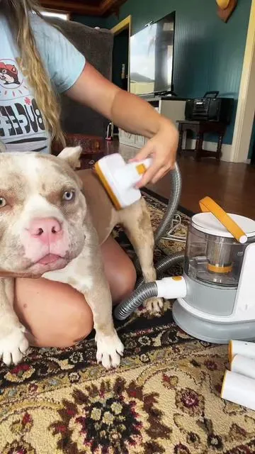 @puppyoo #SheddingDog #DogVacuum #GroomingTool #DogBrush #GroomersVacuum #TikTokShopCreatorPick 