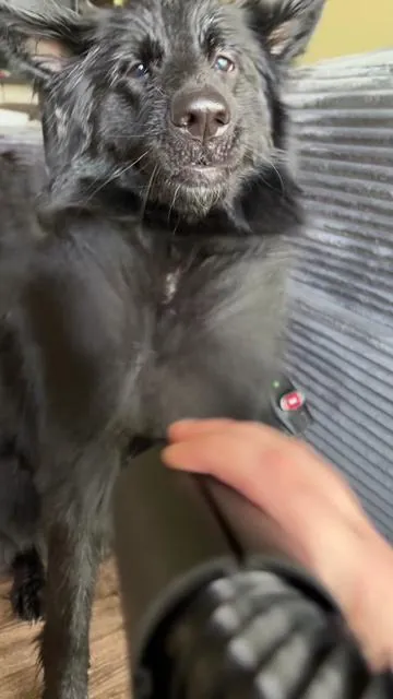 One of the best investments I’ve ever made! #dogsoftiktok #doghairdryer #doggrooming #dogowners #athomedoggrooming #tiktokshopmemorialday 