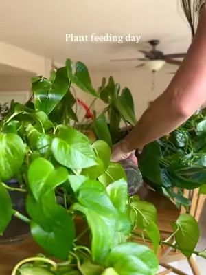I like to call it plant magic ✨  #houseplantsoftiktok #houseplantclub #houseplant #pothos #houseplantcare 