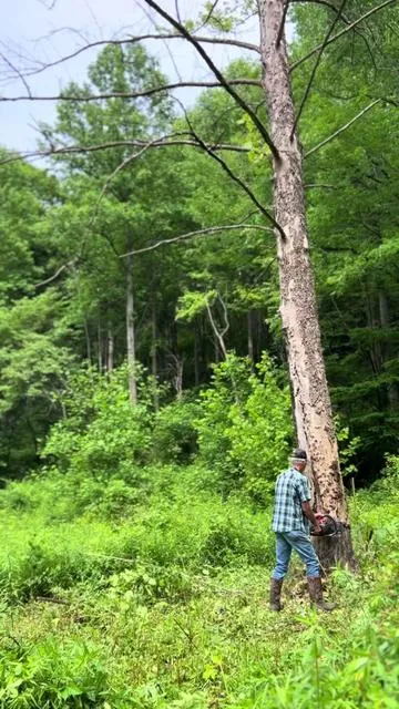 This 62 cc Chainsaw has plenty of power to get the job done! @Vevor_US #chainsaw #vevor #logging #outdoors #bluecollar #lumberjack #tools #homesteading #appalachia #fathersday #father