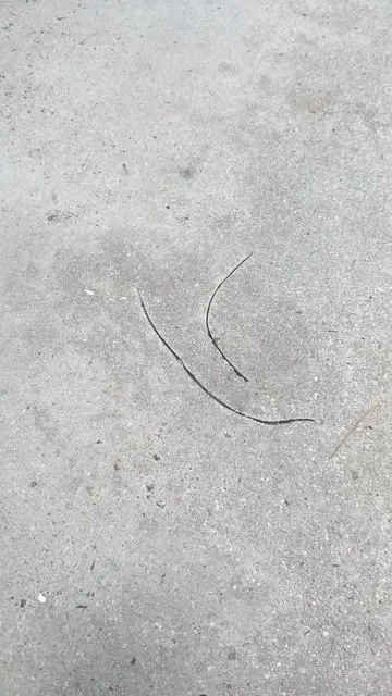 Magic Crack Filler – Concrete Edition Say goodbye to ugly concrete cracks. Magic Crack Filler for concrete fills gaps fast with a clean, natural finish that blends into sidewalks, patios, and garage floors. Just pour, smooth, and watch it vanish—no tools needed. #MagicCrackFiller #ConcreteRepair #CrackFix #DIYConcrete #diy  #HomeImprovement 