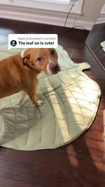 Replying to @Deathplet Bella don’t play about her cooling mat #coolingmat #dogcoolingmat #foryoupage #dogtok #TikTokShopSummerTurnout #dealsforyoudays 
