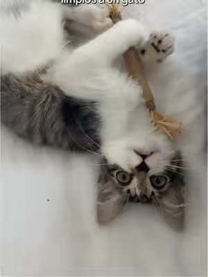 Ella está obsesionada con estos palitos que le limpian los dientes #kitten #catteethbrushing #catteethhealth 