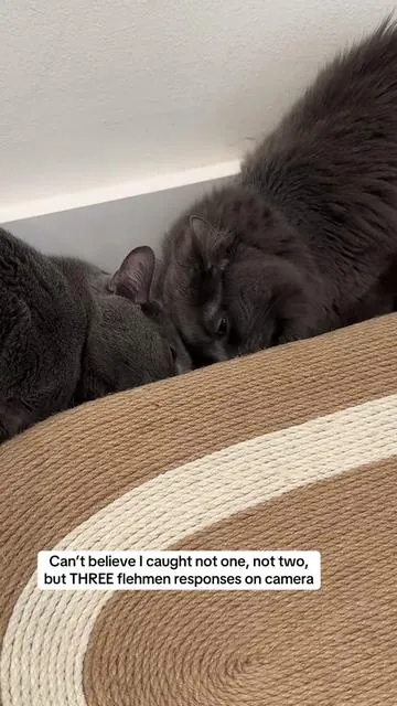 #flehmenresponse #flehmen #cat #cats #catsoftiktok #cattok 