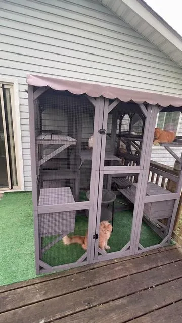 Get this amazing outdoor cat enclosure for your cats this summer. It got through multiple rainstorms it’s very sturdy. #catio #catsoftiktok 