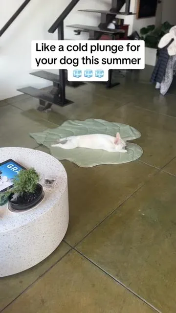 Not sure how it works but wow! It stays so cold. #frenchie #dogsoftiktok #coolingmat #staycool #summerheat #tiktokshopsummerturnup #dealsforyoudays 