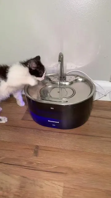 Get your cats to love you even more! 💓🐈‍⬛ #cattok #catsoftiktok #cat #cleanwater #water #drinkmorewater #waterfountains #waterforcats 