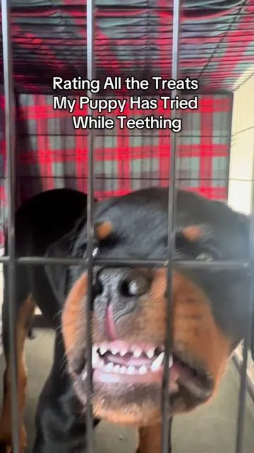 Teething’s been a process. He’s had opinions.  #teethingtreat #puppyteething #puppytips #puppytreats #rottweilerpuppy 