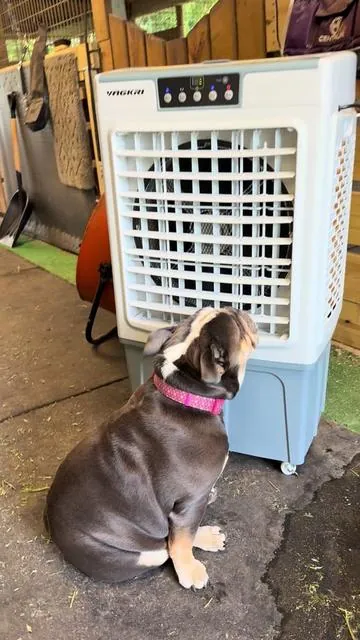 So last year I rented a Porta cooler for AQHA youth world in Oklahoma City! It was hot 🥵 as heck! This year I’m taking this to AQHYA world show! I bought from @TikTok Shop 🇺🇸 I couldn’t find the exact one I bought but I believe this one is similar! And it’s Molly (Bulldog) approved! #evaporativeaircooler #aqhaproud #aqhyaworldshow #quarterhorse #hunterjumper #ZaneGray @PunchyHunterKid @Bella #fyp #fypシ #fypシ゚viral #kidsoftiktok #horsesoftiktok #horsemom #barnlife #barnhack #bulldog #bulldogsoftiktok #barndog #horseshowdog 
