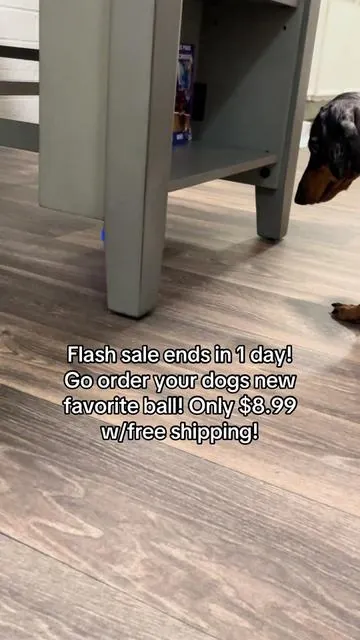#fyp #foryou #foryoupage #dachshund #dog #tiktok #tiktokshop #tiktokmademebuyit #viral 
