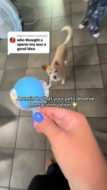 Replying to @aidan definitely does the job ☺️👏🏼#dogtoy #cattoys #doglife #dogsoftiktok #interactivetoys #interactivedogtoy  