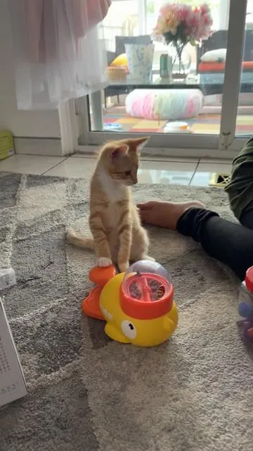 Smartest creature in the earth 🐱😻