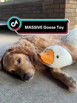 this goose is absolutely huge and my dog is in love! ❤️🤣

#dogtok #dogtoy #goldenretriever #petmom #doglover #plushtoy #kidstoys #stuffedanimals #cutetoys #giantstuffedanimal #giftideas #ttsdelight #giftguide #ttsdelightnow
#tiktokshopcreatorpicks #ttslevelup
#Summer #tiktokshopsummerturnup #dealsforyou #dealsforyoudays #spotlightfinds 