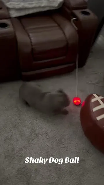 Shaky ball for dogs, this thing wears our dogs out! They love it, Luca has it all to himself right now #shakyballtoy #dogsoftiktok #frenchiesoftiktok #frenchies #dogmom 