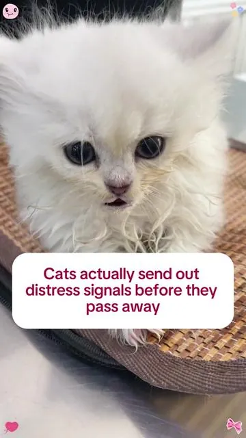 Cat Grass Treats —Help Your Cat Pass Hairballs Easily!a Must-Have for Shedding Season!#dealsforyoudays #cat #catsoftiktok #catfood #catlover #cattreats #cathairball #pet 