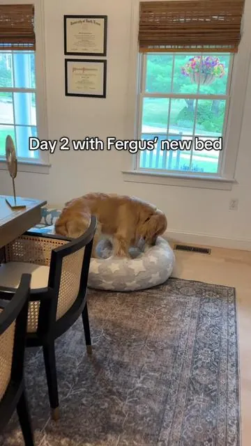 Turns out it may not have been the size of the bed that Fergus loves. Def something to the donut shape and raised sides @Lesure Pet #dogbed #donutdogbed #largedogbed #goldenretrieverlife #donutbed 