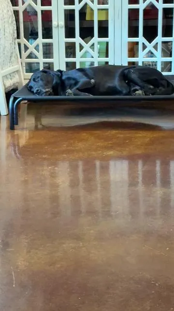 #oleboo #elevateddogbed #dogsoftiktok 