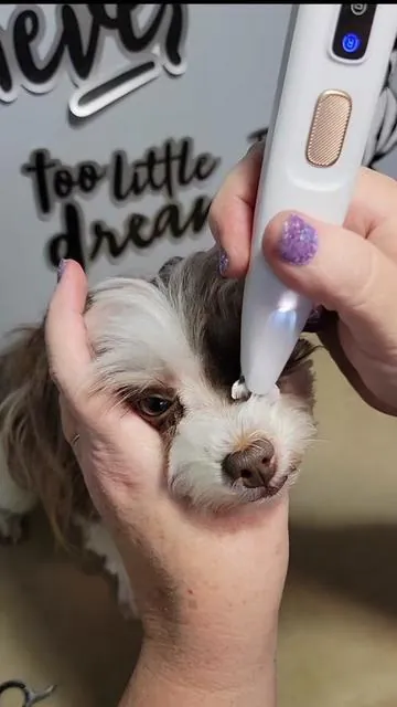 10 OUT OF 10 I LOVE THESE! Ceramic blades stay sharp. They are made not to knick or cut. Lightweight. They get in places your big clippers cant go safely! #hair #trim #doglife #dog #puppy #groom #tiktokshop #perfect #love ##dogmom #❤️ 