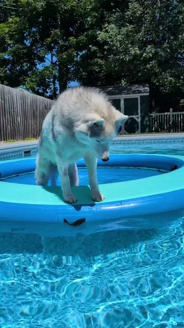 oh my God! this is the biggest coolest pool float the dogs have ever gotten! I highly recommend one of these for everyone! this can also be used in a lake! 