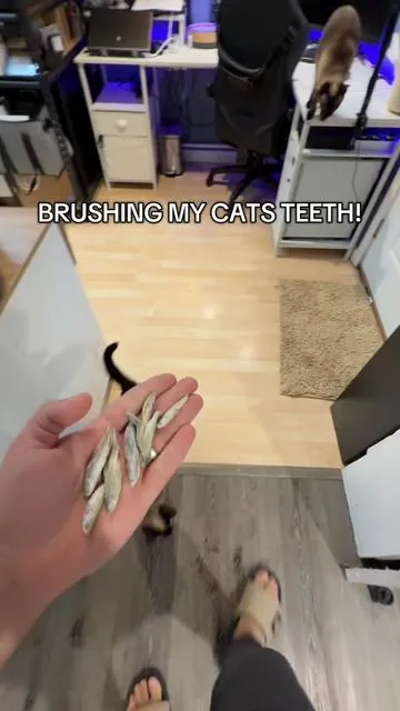 Cats favorite time of the day! #kinglou #minnow #cattreats #tiktokshopfinds #tiktokshopcreatorpicks 