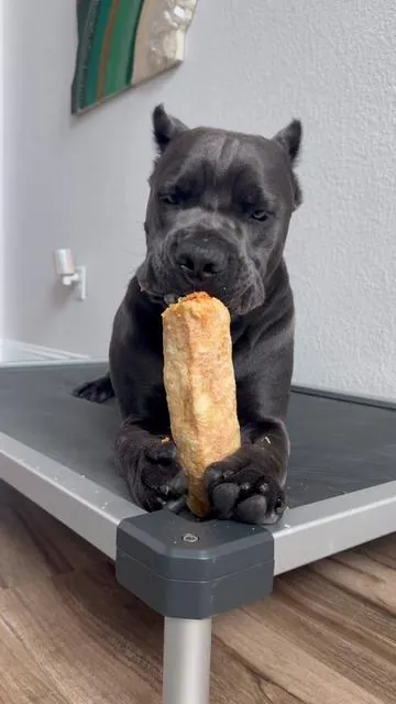 ⭐️BEAUS FAVORITE YAK CHEESE MONSTER CHEWS⭐️ puffed up properly this time 😏🫶🏻 and a lil asmr crunch never hurt no one 🤣 #tiktokshopfinds #tiktokshop #tiktokshopcreatorpicks #canecorso #beau #dogtreats 