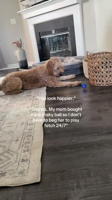 This ball keeps her entertained for hours, definitely worth it!  #interactiveball #dogtoys #dogtoy #dogtoysoftiktok #tiktokmademebuyit #amazonfinds 
