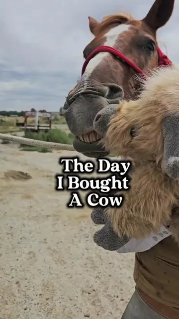 This is the cutest dang highland cow and you dont need extra hay for this one. #cow #cowboy #highland #tiktokshopcreatorpicks #gift #giftideas #christmasgift 