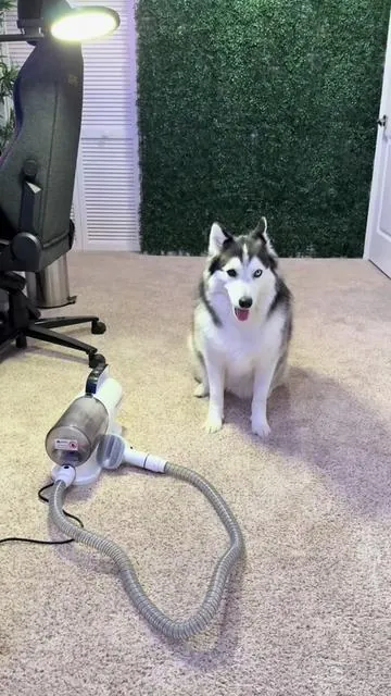 I Finally found a vacuum that can handle my double-coated fur factories 🐾✨ Huskies: 0, Geoorood: 1 💨  #husky #dogsoftiktok #dogdadlife #geoorood #dogmom 