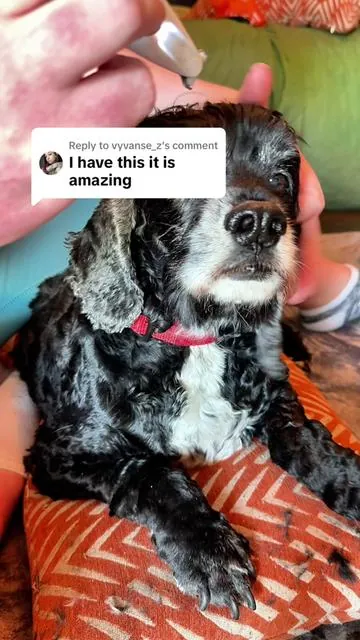 Replying to @vyvanse_z Love mine too 💕 Who do you use it for? @the best pleasure shop #doggrooming #dogmom #petcare 