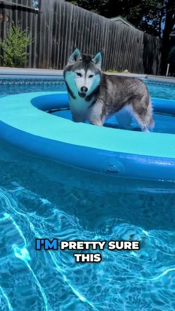 Yes, technically this is supposed to be a float for people, but my dogs are absolutely loving this. it is so ridiculously stable that all three dogs can actually fit on it at the same time. we are loving this!  #doglife #SnowDogs #FunnyDogs #HuskyShenanigans #poolfloat #dogsswimming #poolparty #poolday #dogs 