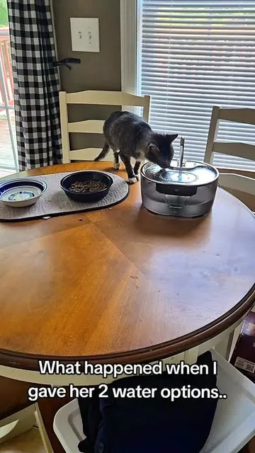 Water is SO important for cats internal organs. Also if they have any underlying health problems which ultimately most cats will get. #petproducts  #catwaterfountain  #petwaterfountain  #catwaterdispenser 