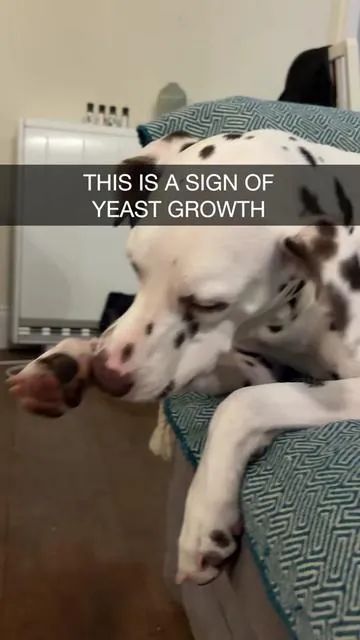 Yeast growth can be one of the most frustrating things for a dog to deal with. Here are the key signs your dog is fighting it and a brilliant chew that can help used by over 2.3 million owners