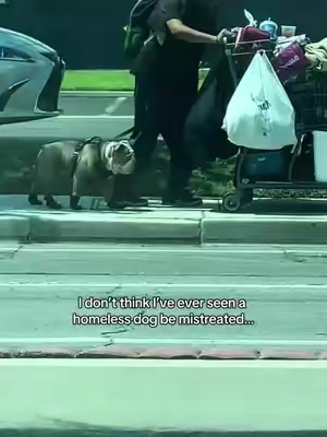He’s protecting his paws from the heat 🥹i swear homeless people treat their dogs better than some of those who have money… #dog #pet #Summer #fluff 